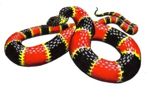 Daesh like the Coral snake is difficult to identify: Red to yellow will kill a fellow.